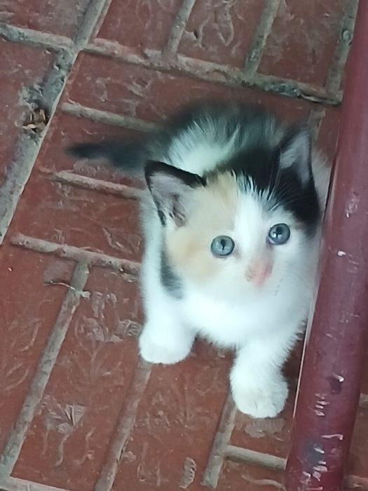 Котёнок бесплатно