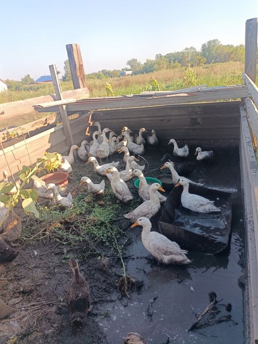 Продам уток.Возвраст разный и цена тоже разная.