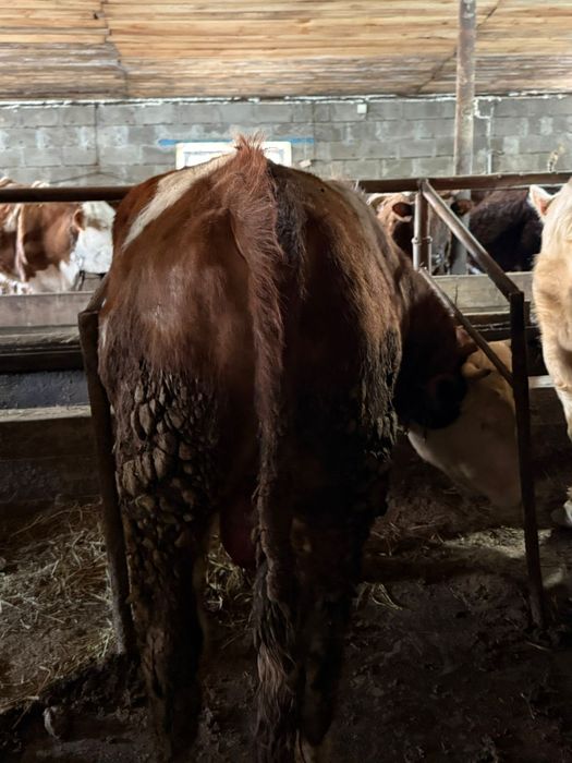 Продам быков с откорма