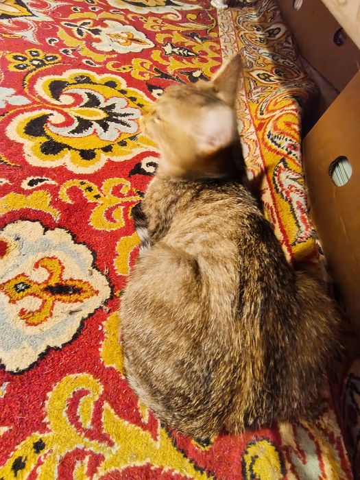 Отдам котенка мальчика