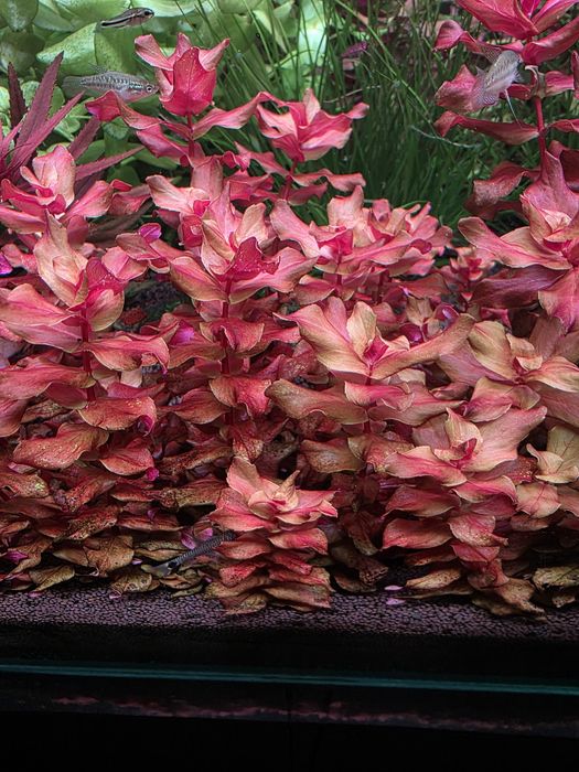 Аквариумные ростения