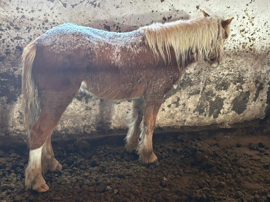 Жеребец на продажу