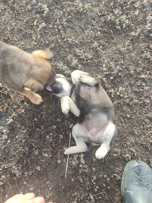 Щенки в добрые руки