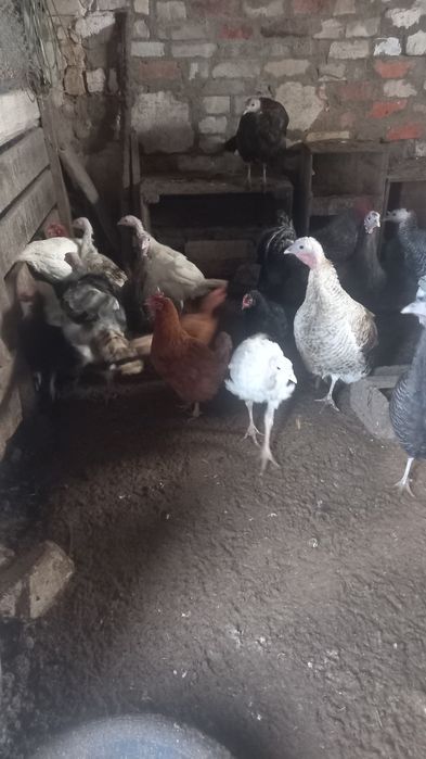 Семья индюков 5 шт  продам