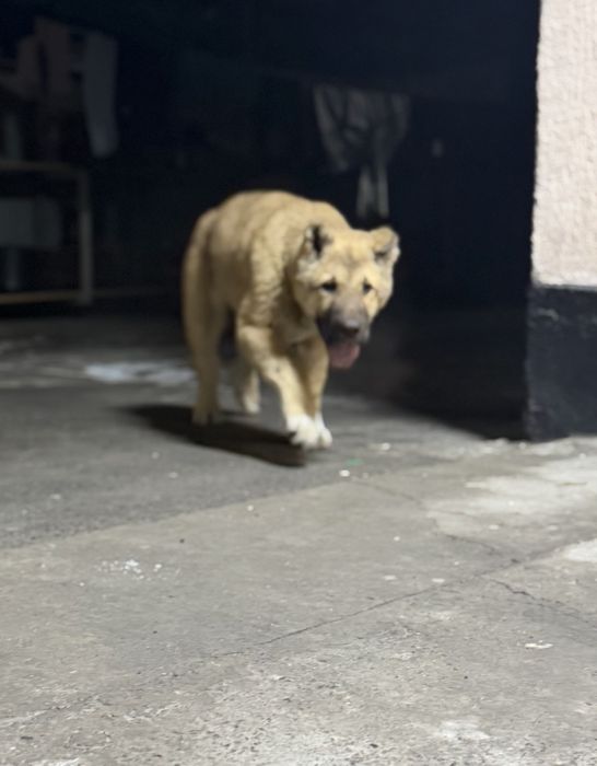 Чистокровный Алабай