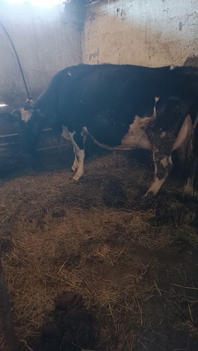 Vaca de lapte holstein