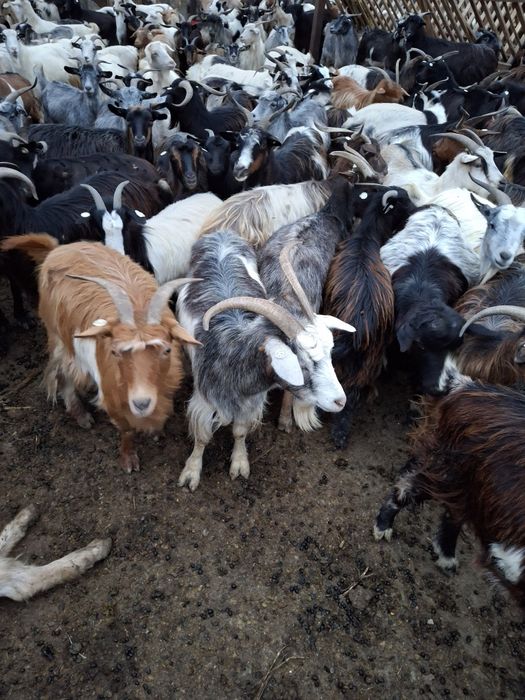 Vand 134 de capre si 7 tapi