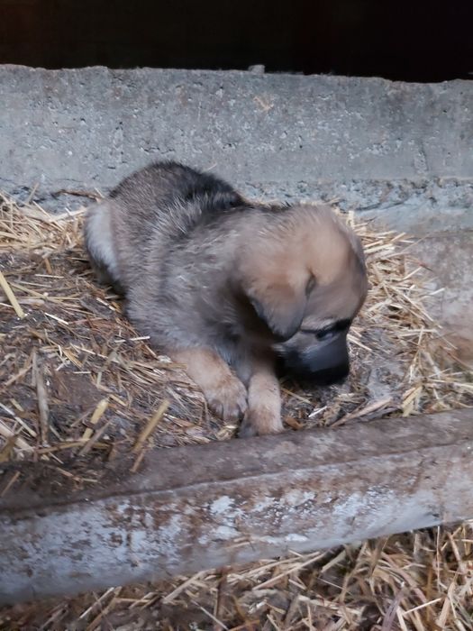ургашы немецкий овчарка