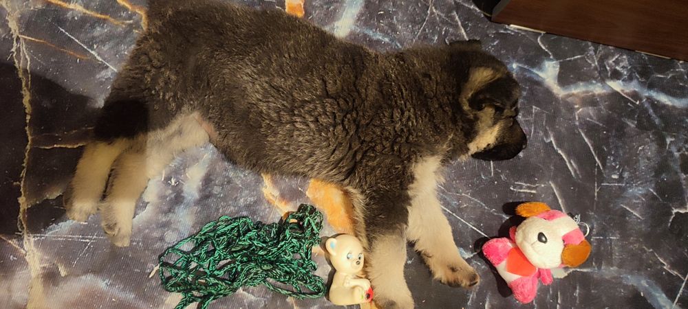 Продам щенка овчарки. 1.5 месяца