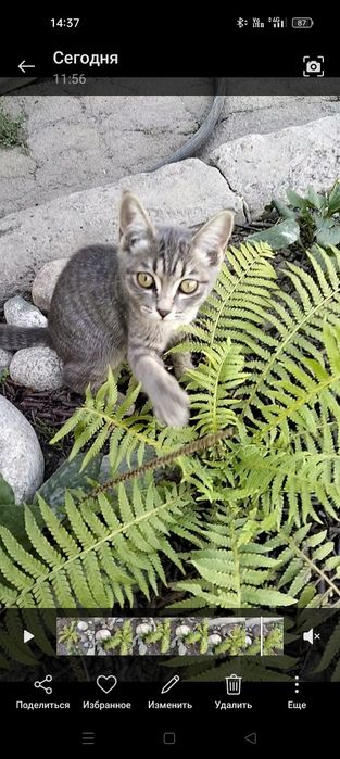 Прибился серенький Котёнок