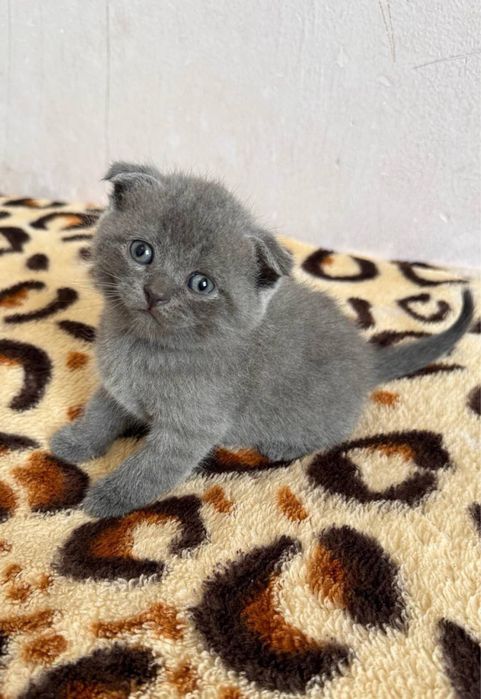 Открыт бронь на элитных котят Чистакровные Скотиш Фолд и Страйты