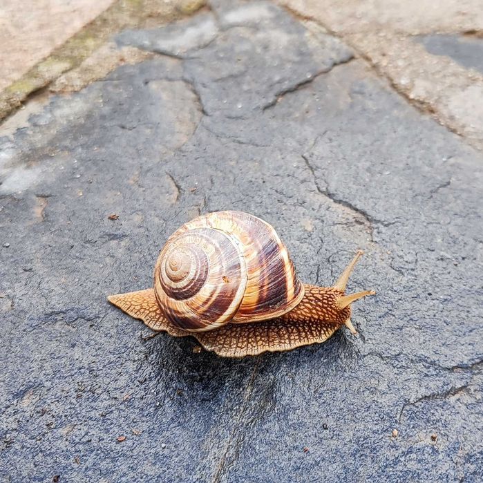 Продава се Къща в Варна, Трошево - 176 кв.м за 540 €/кв.м - Снимка #19