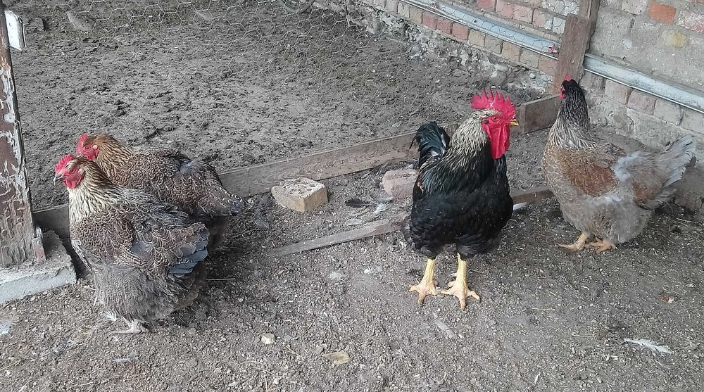 Яйца за инкубация.. катунска кокошка .. патица - /юрдек и неми /