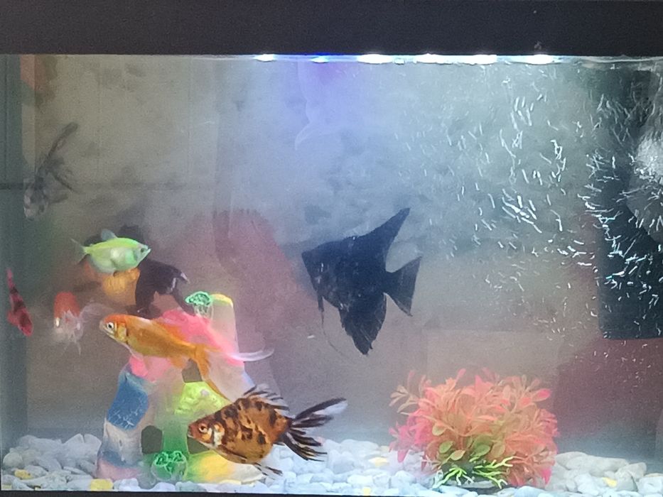 Baliqlar sotlad akvaryum blan