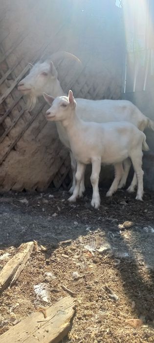 Зааненскач козочка.