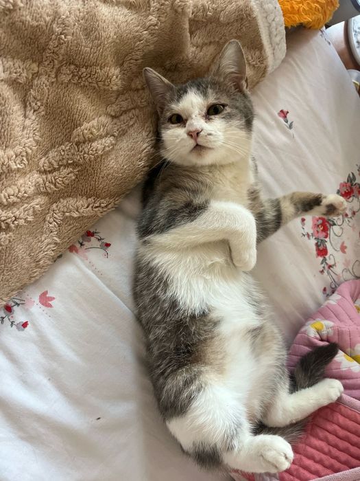 Кошечка 9месяцев