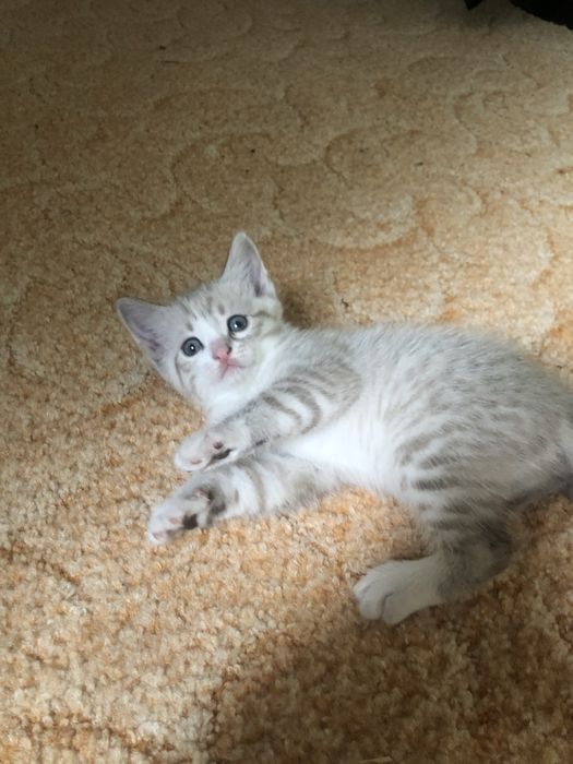 Породистые котята