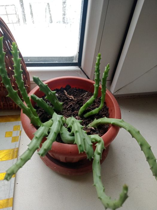 Продам цветы,два вида.