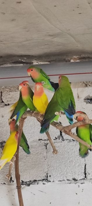 Неразлушка.                .