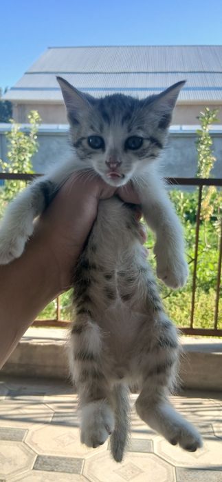 Отдадим котят в добрые руки