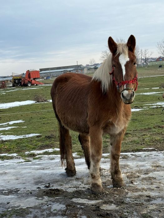 Vand iepe gestante manze