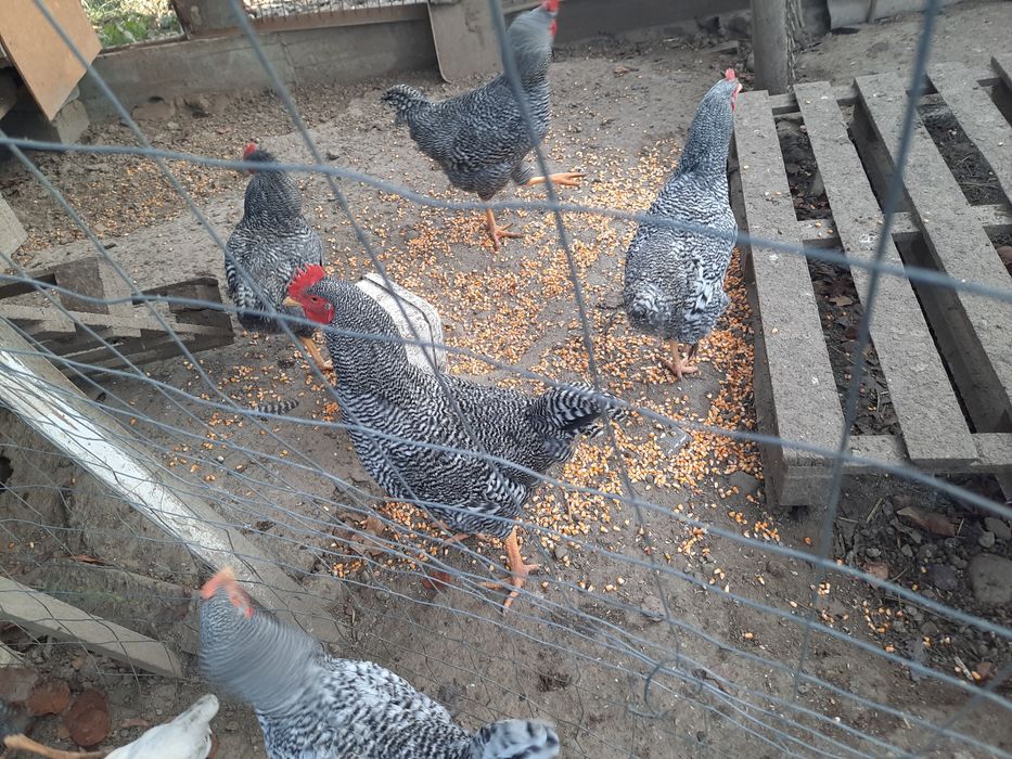 Vand cocosi rasa Plymouth,8 luni