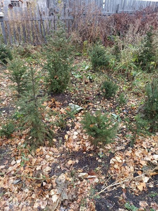 Продам саженцы ели