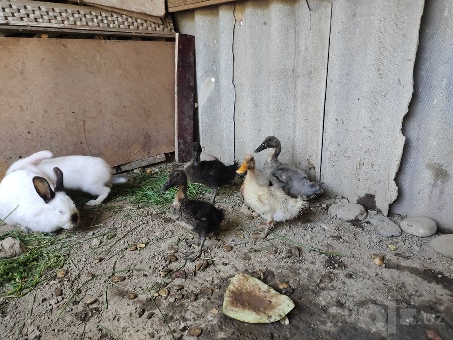 õrdaklar sotiladi  2 oylik narxi 60 mingdan ğõshi qizil  zotli ordela