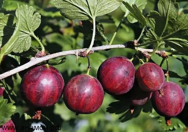 Продам крыжовник