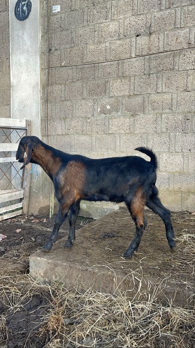 Țăpișor Anglo Nubian