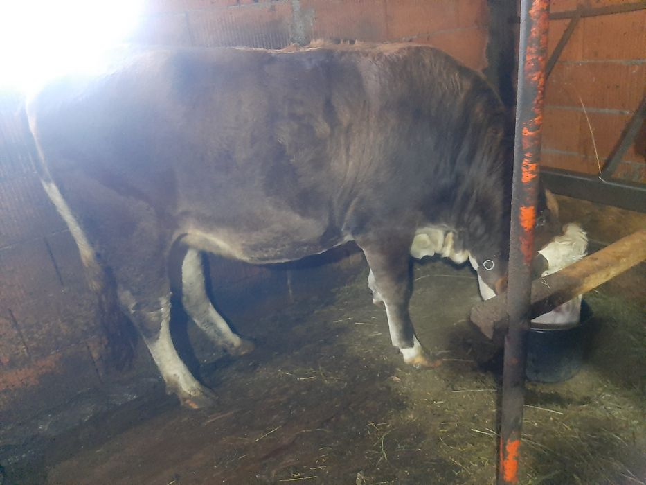 Vând,juninca,baltata