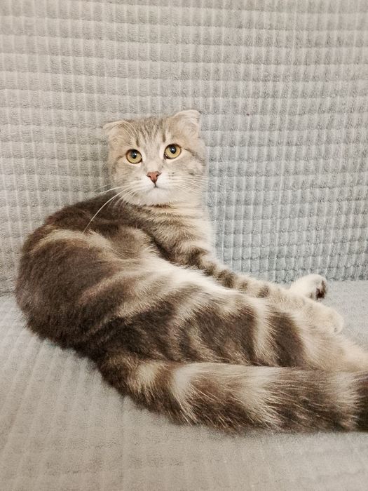 Отдам в хорошие руки