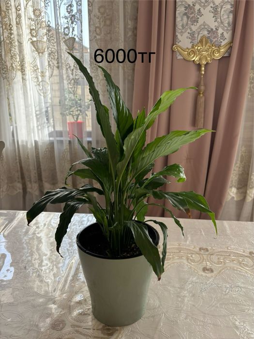 Продам комнатные цветы