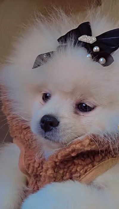 Продава се! Померанче женско на 3 месеца ваксинирано, опезпаразитено