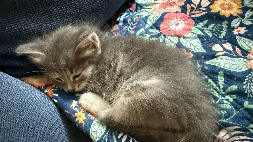 Отдам котят в добрые руки