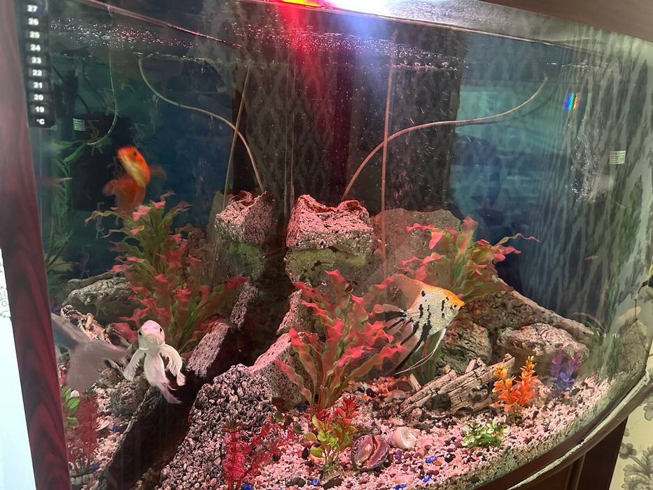 Аквариум 500+ литр подставка бонус