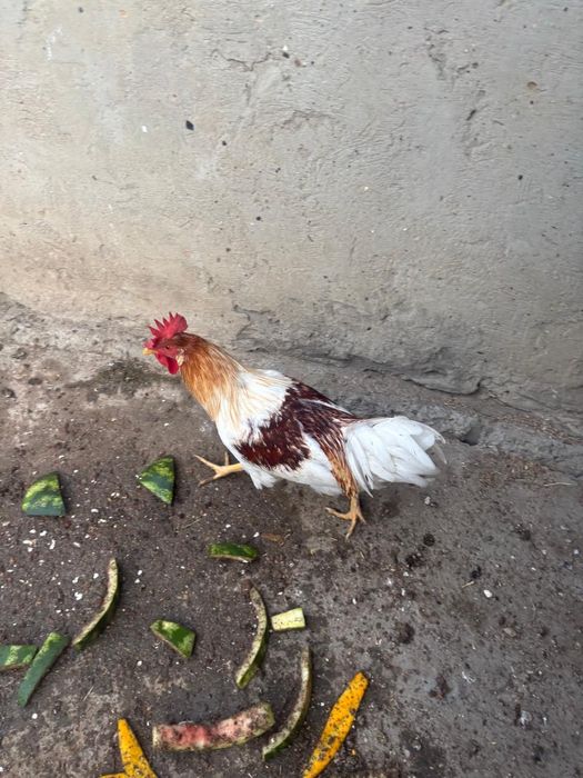 Петухи продам 2 шт