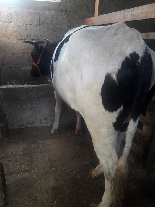 Продам 2х стельных коров