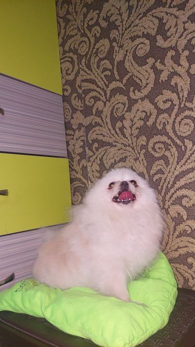 Померанский шпиц девочка.