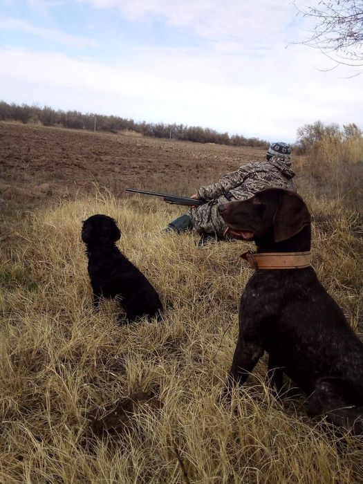 Курцхар кабель на вязку.