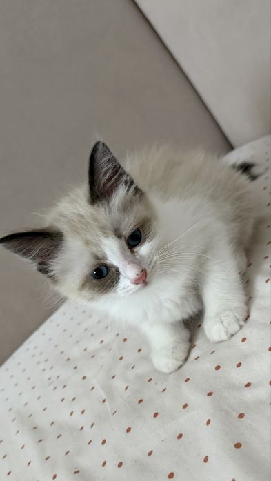 Pui Ragdoll pufosi