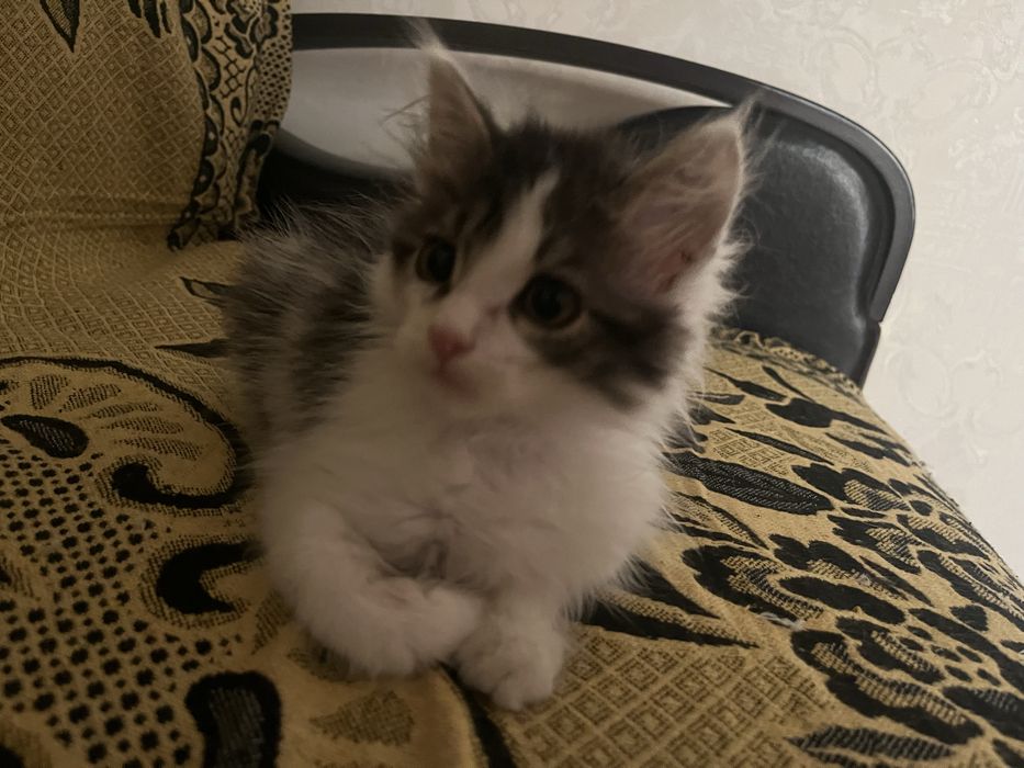Котенок малтчик