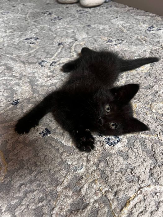 Отдам котёнка в хорошие руки