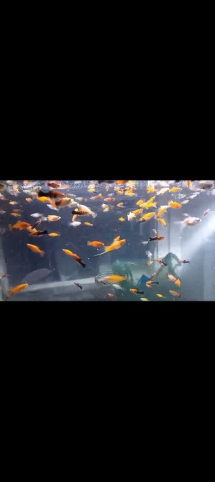 Аквариум Балыктар Сатылады 500 ден