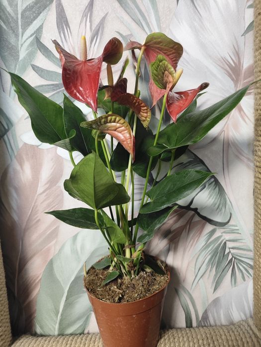 Комнатные растения