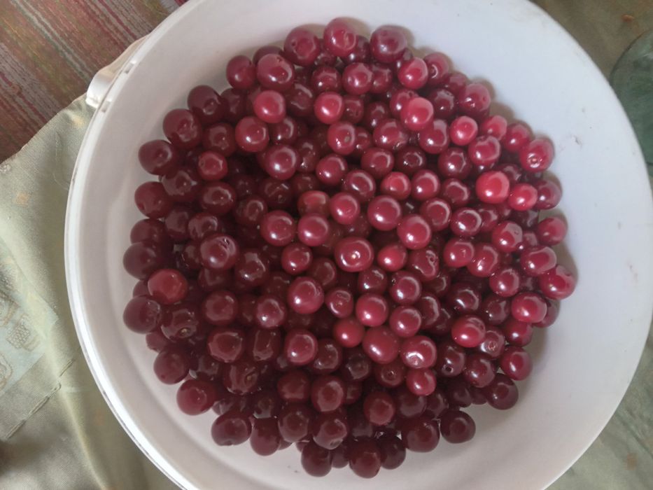 Продам вишню спелую