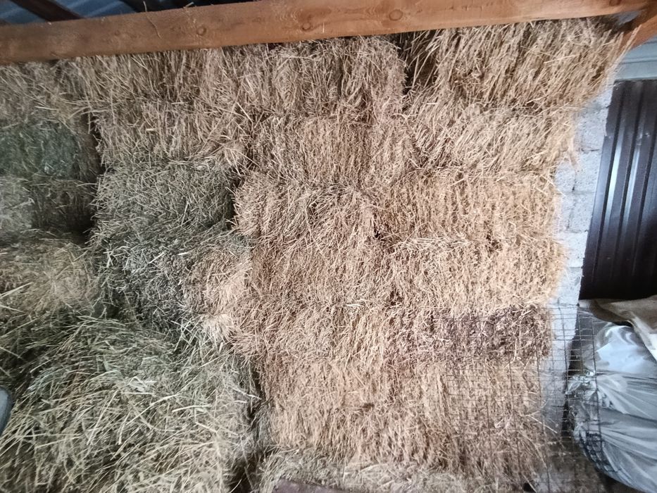 Продам сено люцерно