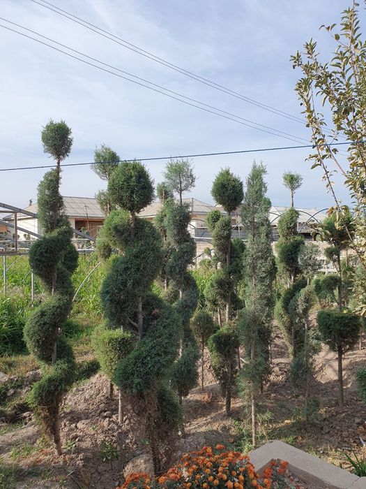 Kepars archalar sotiladi