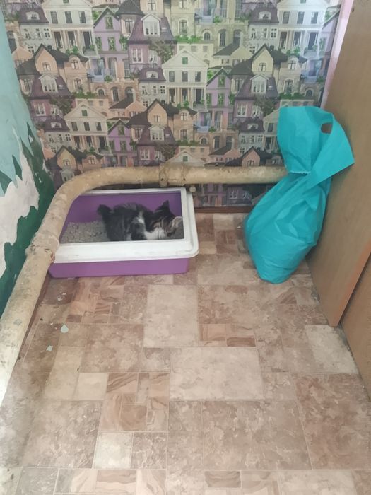 Отдам котят, срочно!!!