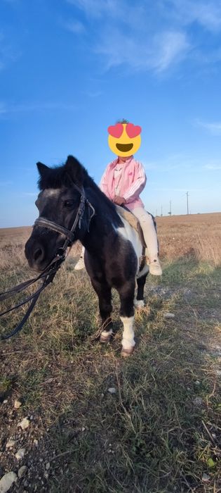 Пони 'подходящо за езда'